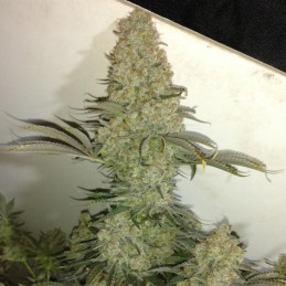 Critical - semi di cannabis, varietà di marijuana