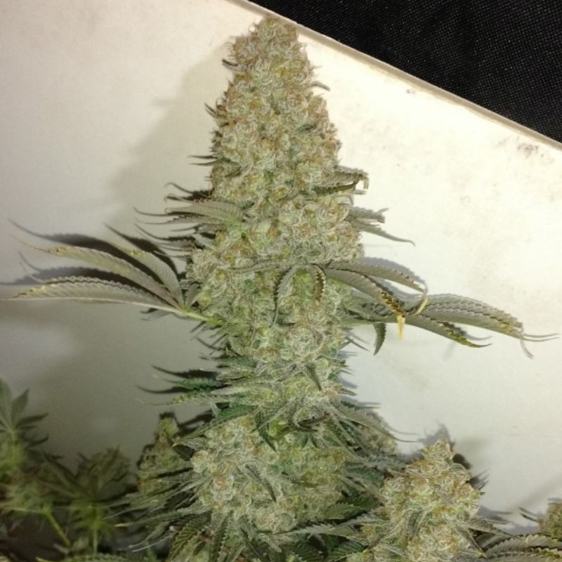 Critical - semi di cannabis, varietà di marijuana