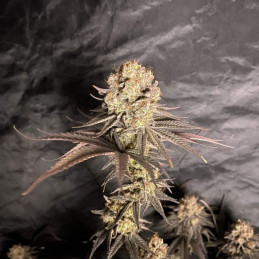 RoboCop - semi di cannabis, varietà di marijuana