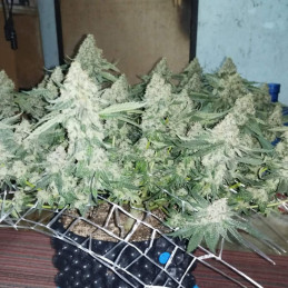 Coffee Ryder - semi di cannabis, varietà di marijuana