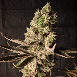Chrome - semi di cannabis, varietà di marijuana