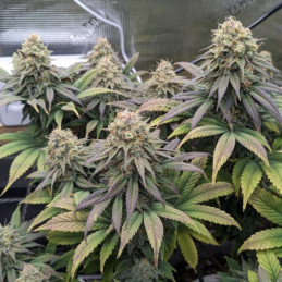 Cheese - semi di cannabis, varietà di marijuana