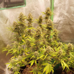 Caramel - semi di cannabis, varietà di marijuana