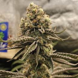 Bruce Banner - semi di cannabis, varietà di marijuana