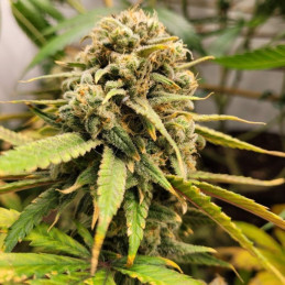 BubbleGum - semi di cannabis, varietà di marijuana