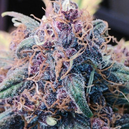 Blueberry - semi di cannabis, varietà di marijuana