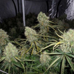 Big Bud - semi di cannabis, varietà di marijuana