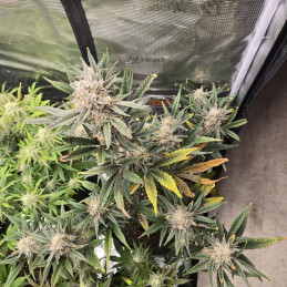 Banana Flower - semi di cannabis, varietà di marijuana