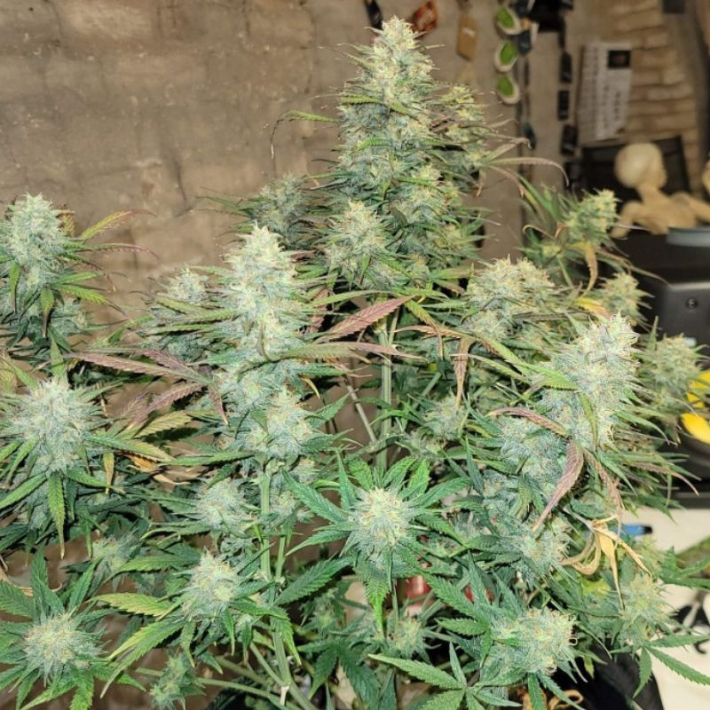 Pineapple - semi di cannabis, varietà di marijuana