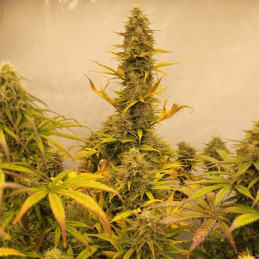 Amnesia Gold - semi di cannabis, varietà di marijuana