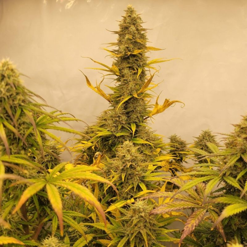 Amnesia Gold - semi di cannabis, varietà di marijuana