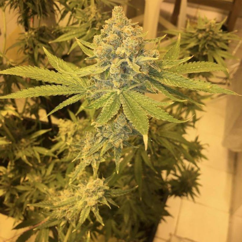 AK 47 - semi di cannabis, varietà di marijuana
