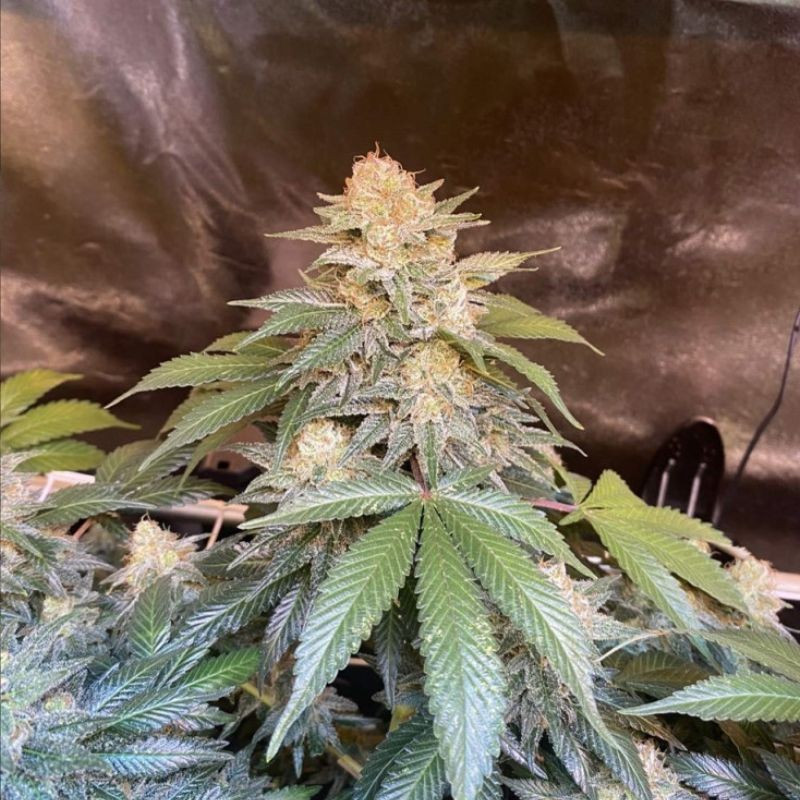 White Russian - semi di cannabis, varietà di marijuana