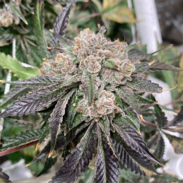 Black Domina - semi di cannabis, varietà di marijuana