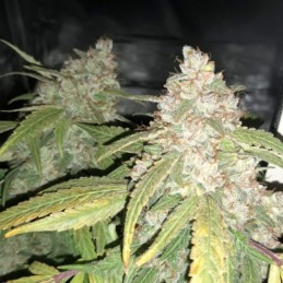 Afghan Kush - semi di cannabis, varietà di marijuana