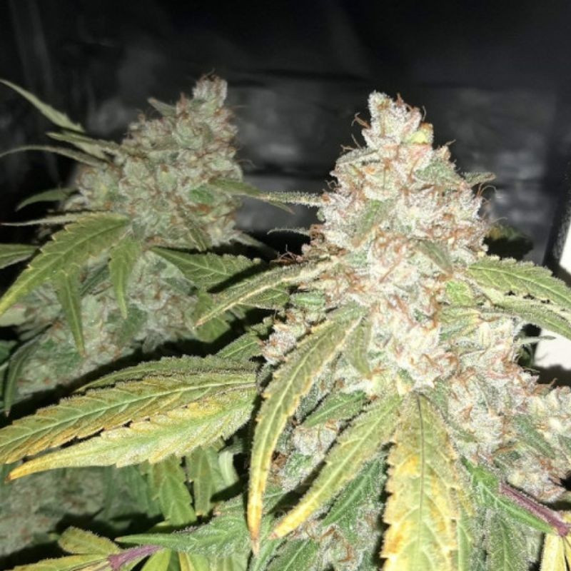 Afghan Kush - semi di cannabis, varietà di marijuana