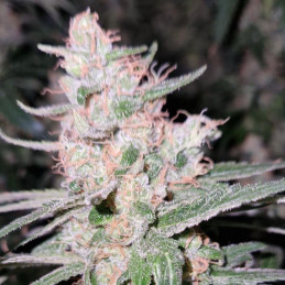 Critical Kush - semi di cannabis, varietà di marijuana