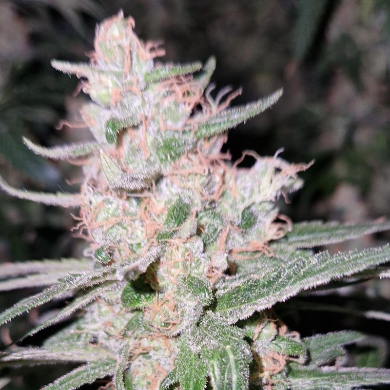 Critical Kush - semi di cannabis, varietà di marijuana