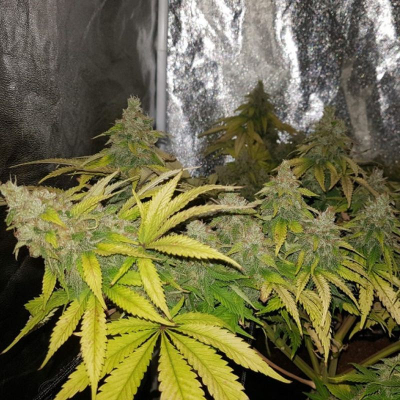 OG Kush - semi di cannabis, varietà di marijuana