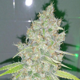 Amnesia Haze - semi di cannabis, varietà di marijuana