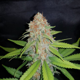 White Widow - semi di cannabis, varietà di marijuana