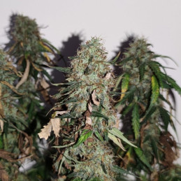 Gorilla Cookies
