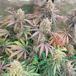 Mimosa x Orange Punch - semi di cannabis
