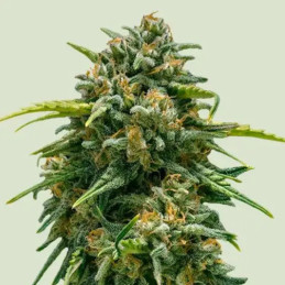Sweet Skunk Auto - semi di cannabis