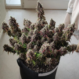 Royal Gorilla Automatic - semi di cannabis