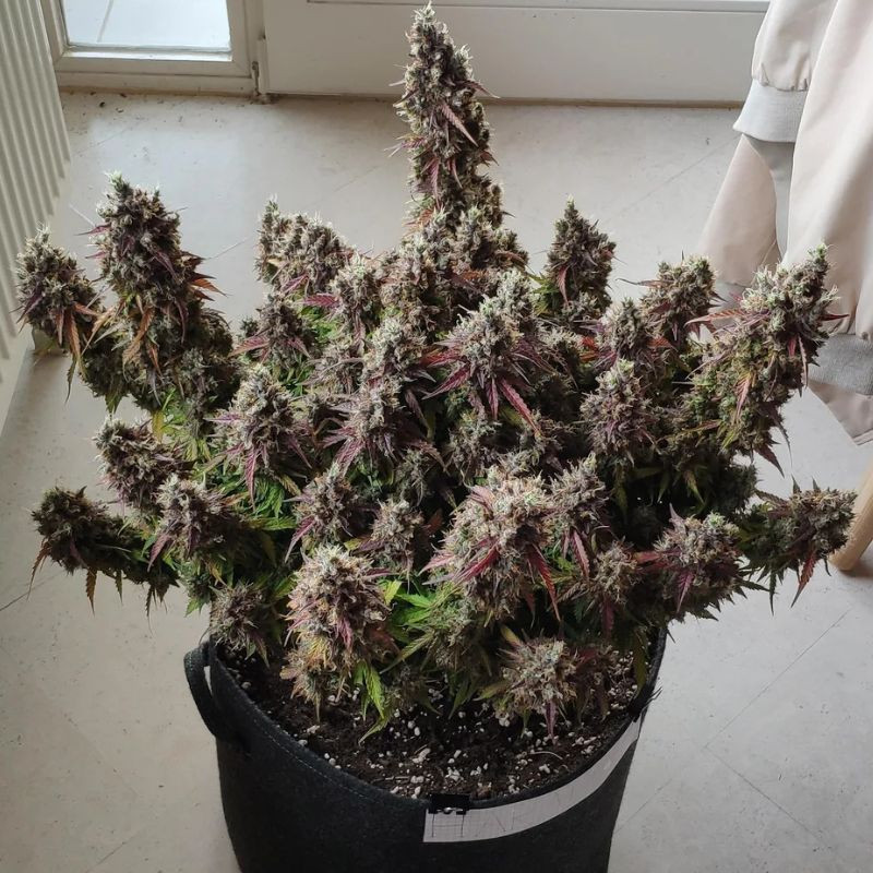 Royal Gorilla Automatic - semi di cannabis