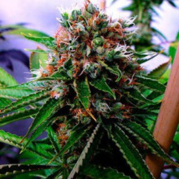 Big Devil XL Auto