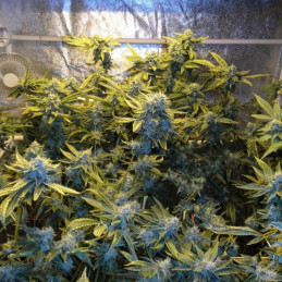 Kosher Kush