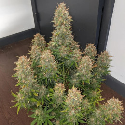 Early Skunk Auto