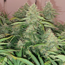 CBD White Widow