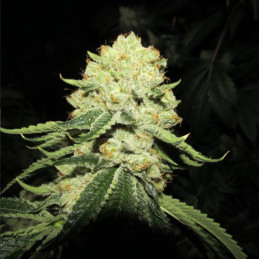 Alien Cookies