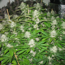 Afghan Fast