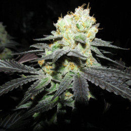 Afghani F1 Auto