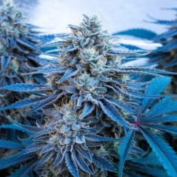 Blue Gorilla Auto
