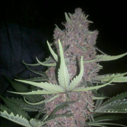 Blue Amnesia Auto