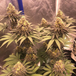 Biscotti Mintz Auto