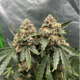Blue Cheese Auto