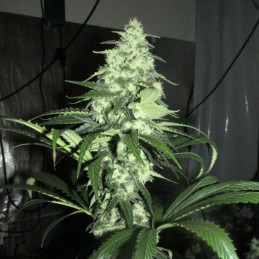 Cannalope Haze