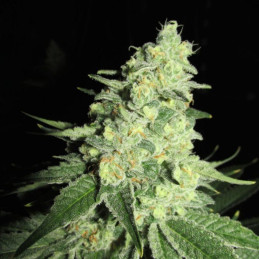 Critical Jack