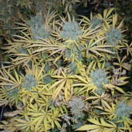 Creamatic Auto
