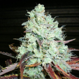 Cream & Cookies