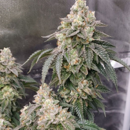 Cookies Sherbet