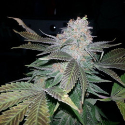 Fat Bastard Auto