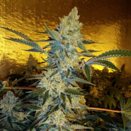 Forbidden Glue Auto