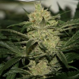 G13 Auto