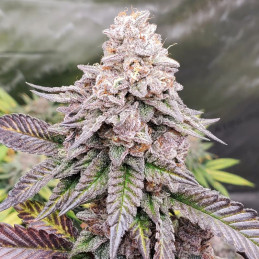 Garlic Budder Auto